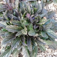 Ajuga australis at Molonglo Valley, ACT - 19 Jun 2020 05:04 PM