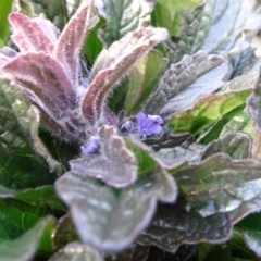 Ajuga australis at Molonglo Valley, ACT - 19 Jun 2020