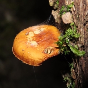 Flammulina velutipes at Paddys River, ACT - 16 Jun 2020