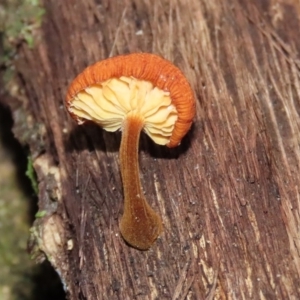 Flammulina velutipes at Paddys River, ACT - 16 Jun 2020