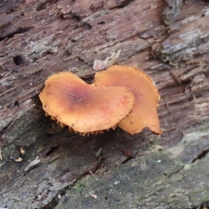 zz agaric (stem; gills not white/cream) at Paddys River, ACT - 16 Jun 2020