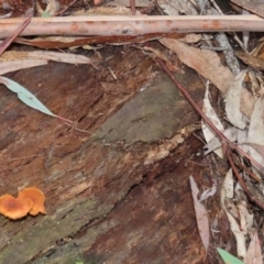 zz agaric (stem; gills not white/cream) at Paddys River, ACT - 16 Jun 2020