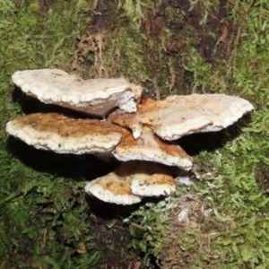 Postia punctata at Paddys River, ACT - 16 Jun 2020