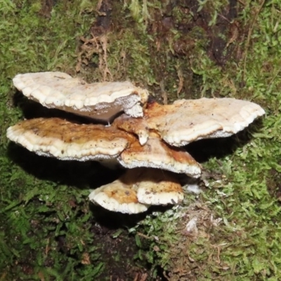 Postia punctata at Tidbinbilla Nature Reserve - 16 Jun 2020 by RodDeb