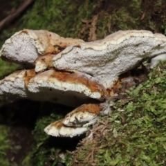 Postia punctata at Paddys River, ACT - 16 Jun 2020