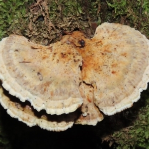 Postia punctata at Paddys River, ACT - 16 Jun 2020