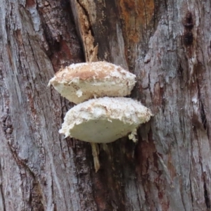 Laetiporus portentosus at Paddys River, ACT - 16 Jun 2020