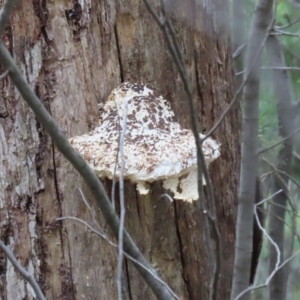 Laetiporus portentosus at Paddys River, ACT - 16 Jun 2020