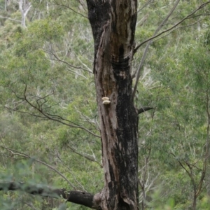 Laetiporus portentosus at Paddys River, ACT - 16 Jun 2020