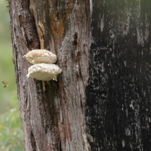 Laetiporus portentosus at Paddys River, ACT - 16 Jun 2020