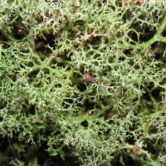 Cladia aggregata (A lichen) at Paddys River, ACT - 16 Jun 2020 by RodDeb