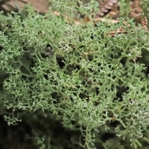 Cladia aggregata at Paddys River, ACT - 16 Jun 2020