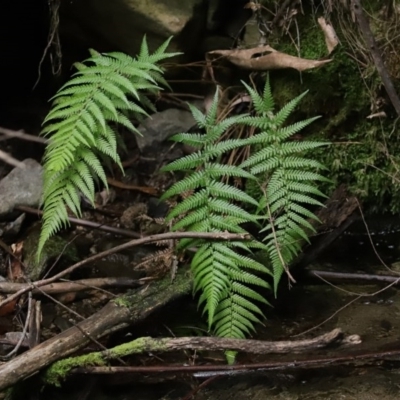 Dicksonia antarctica (Soft Treefern) at Paddys River, ACT - 16 Jun 2020 by RodDeb