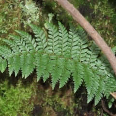 Polystichum proliferum (Mother Shield Fern) at Tidbinbilla Nature Reserve - 16 Jun 2020 by RodDeb