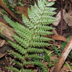 Polystichum proliferum at Paddys River, ACT - 16 Jun 2020