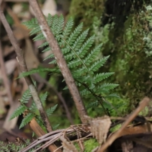 Polystichum proliferum at Paddys River, ACT - 16 Jun 2020 01:38 PM