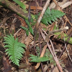 Polystichum proliferum at Paddys River, ACT - 16 Jun 2020 01:38 PM