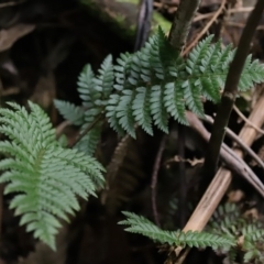 Polystichum proliferum at Paddys River, ACT - 16 Jun 2020 01:38 PM