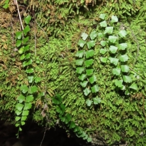 Asplenium flabellifolium at Paddys River, ACT - 16 Jun 2020