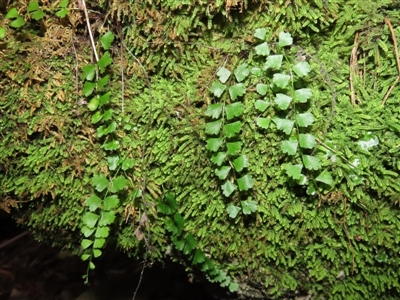 Asplenium flabellifolium (Necklace Fern) at Paddys River, ACT - 16 Jun 2020 by RodDeb