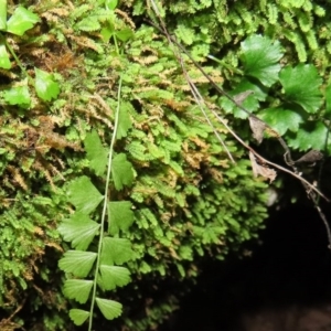 Asplenium flabellifolium at Paddys River, ACT - 16 Jun 2020