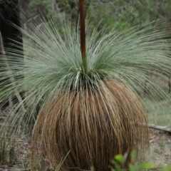 Xanthorrhoea glauca subsp. angustifolia (Grey Grass-tree) at Tidbinbilla Nature Reserve - 16 Jun 2020 by RodDeb