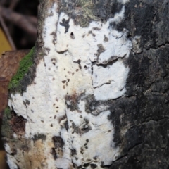 Corticioid fungi at Paddys River, ACT - 16 Jun 2020 by RodDeb