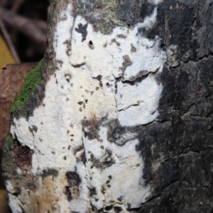 Corticioid fungi at Paddys River, ACT - 16 Jun 2020