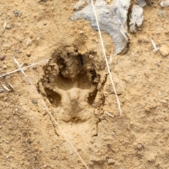 Vulpes vulpes (Red Fox) at Goorooyarroo NR (ACT) - 17 Jun 2020 by Ct1000