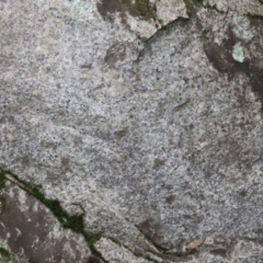 Parmeliaceae (family) at Paddys River, ACT - 16 Jun 2020