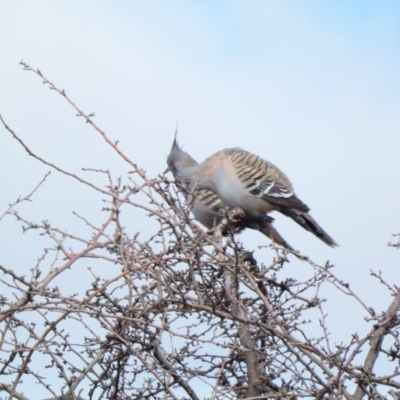 Ocyphaps lophotes (Crested Pigeon) at Goorooyarroo NR (ACT) - 17 Jun 2020 by Ct1000