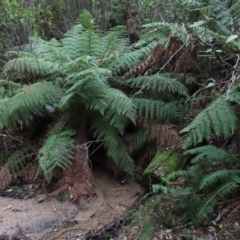 Dicksonia antarctica (Soft Treefern) at Tidbinbilla Nature Reserve - 16 Jun 2020 by RodDeb