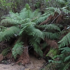 Dicksonia antarctica at Paddys River, ACT - suppressed