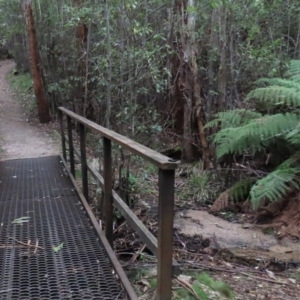 Dicksonia antarctica at Paddys River, ACT - suppressed