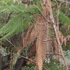 Dicksonia antarctica at Paddys River, ACT - suppressed