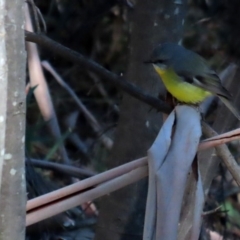 Eopsaltria australis (Eastern Yellow Robin) at Tidbinbilla Nature Reserve - 16 Jun 2020 by RodDeb