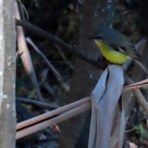 Eopsaltria australis at Paddys River, ACT - 16 Jun 2020 12:44 PM