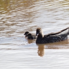 Chenonetta jubata (Australian Wood Duck) at Goorooyarroo NR (ACT) - 17 Jun 2020 by Ct1000