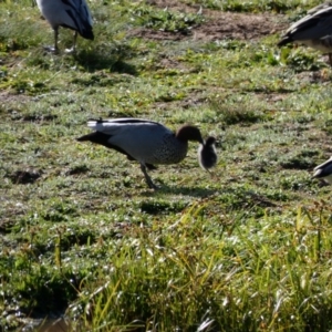 Chenonetta jubata at Throsby, ACT - 17 Jun 2020 12:03 PM