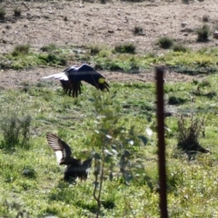 Chenonetta jubata at Throsby, ACT - 17 Jun 2020 12:03 PM