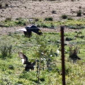 Chenonetta jubata at Throsby, ACT - 17 Jun 2020 12:03 PM