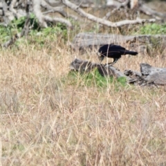 Chenonetta jubata at Throsby, ACT - 17 Jun 2020 12:03 PM