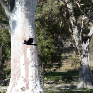 Chenonetta jubata at Throsby, ACT - 17 Jun 2020 12:03 PM