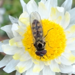 Melangyna viridiceps (Hover fly) at Molonglo Valley, ACT - 17 Jun 2020 by JanetRussell