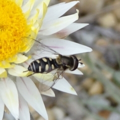 Simosyrphus grandicornis (Common hover fly) at Sth Tablelands Ecosystem Park - 17 Jun 2020 by JanetRussell