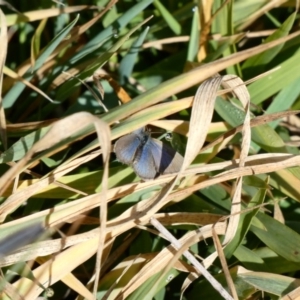 Zizina otis at Throsby, ACT - 17 Jun 2020 12:20 PM