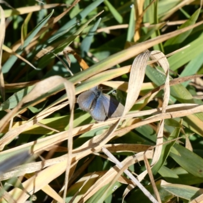 Zizina otis (Common Grass-Blue) at Throsby, ACT - 17 Jun 2020 by Ct1000