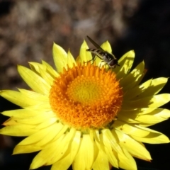 Melangyna sp. (genus) (Hover Fly) at Goorooyarroo NR (ACT) - 17 Jun 2020 by Ct1000