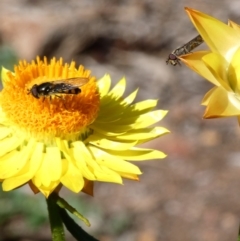 Melangyna sp. (genus) at Throsby, ACT - 17 Jun 2020 12:27 PM