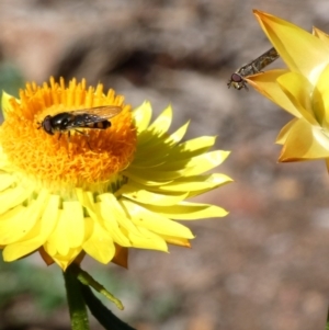 Melangyna sp. (genus) at Throsby, ACT - 17 Jun 2020